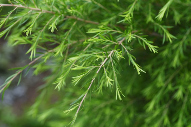 暗瘡護理：茶樹精油,  好用護膚精油推介